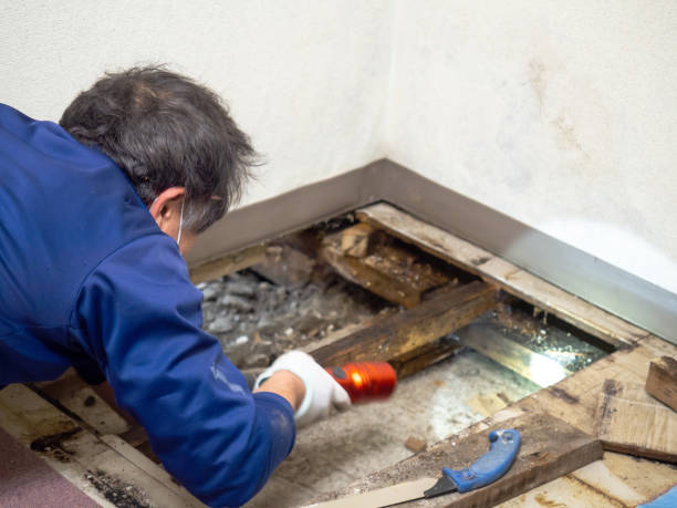 Best Mold Remediation for Specific Building Types in Oceanport, NJ