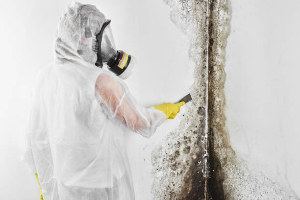 Best Post-Flood Mold Remediation in Oceanport, NJ