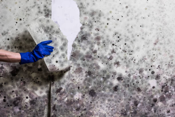 Best Preventive Mold Services in Oceanport, NJ